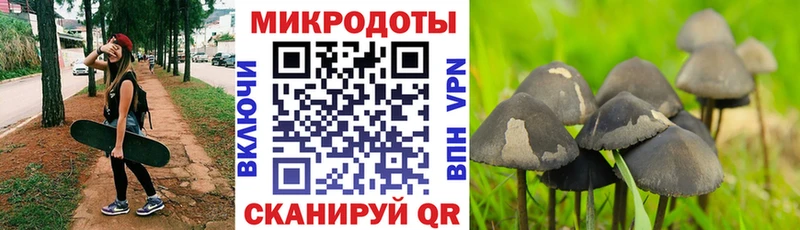 Галлюциногенные грибы Psilocybe  что такое   мега онион  Махачкала 